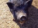 Famous Pigs - Berta