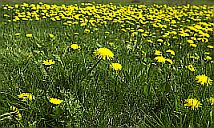 Plants Used For Medicine - Dandelion