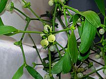  Plants Used for Medicine - Mistletoe