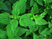 Plants Used For Medicine - Nettle