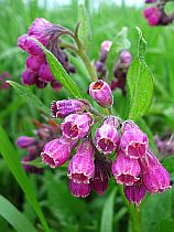 Plants used For Medicine  - Comfrey