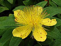 Plants Used For Medicine - St. John's Wort 