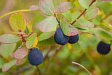 Plants Used for Medicine - Bilberry
