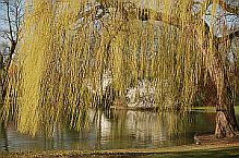 Plants Used For Medicine - Willow