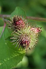 Alt Plants Used For Medicine - Burdock