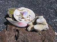 Bermuda Beaches - Shells