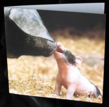 pig card, pig post card, pig collector