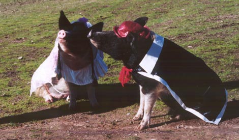 John Pork is calling: Anthropomorphic pig emerges as big new