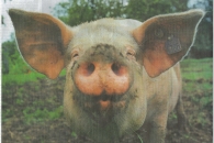 newspaper pig newspaper pig