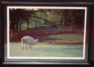 Pig Picture Pig Picture