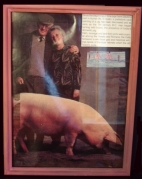 Pig Picture Pig Picture