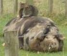 Potbellied Pigs - Pig and Cat