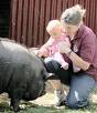Potbellied Pigs - Pig and Child