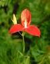 African Legends - Red Disa