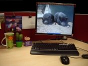 Pig Collections-Office Workstation