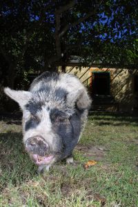 Famous Pigs - Clarissa Famous Pigs - Clarissa